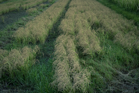 飼料用に育てられている古代米。タニシが除草してくれるので、何も除草をせずに育てているとのこと。
